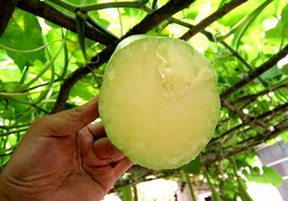 砍瓜種子哪里有賣的？砍瓜多少錢一斤？