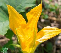 南瓜花怎么洗？南瓜花怎么處理