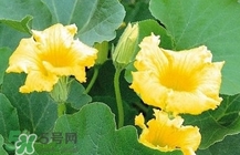 南瓜花怎么做好吃？南瓜花不能與什么同吃