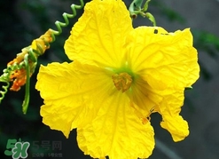 南瓜花有什么作用？南瓜花的作用及禁忌