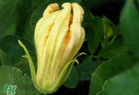 南瓜花怎么洗？南瓜花怎么處理
