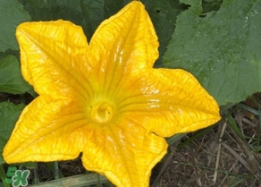 南瓜花怎么洗？南瓜花怎么處理