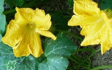 南瓜花花蕊能吃嗎？南瓜花是雌雄同株嗎