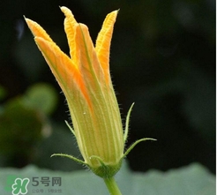 南瓜花花蕊能吃嗎？南瓜花是雌雄同株嗎