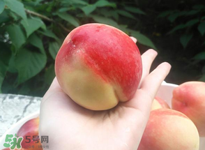 毛桃熱量高嗎？一個(gè)毛桃的熱量