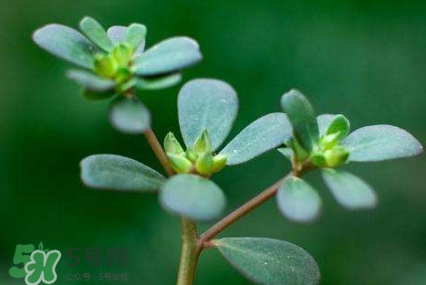 螞蚱菜洗好后怎么保存？剛采的螞蚱菜能存放幾天