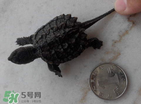 鱷龜是保護(hù)動(dòng)物嗎？鱷龜是外來(lái)物種嗎