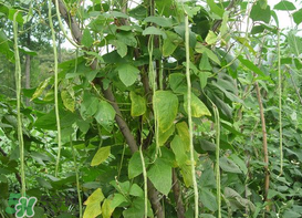 7月份可以種豆角嗎？豆角幾月份種？