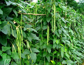7月份可以種豆角嗎？豆角幾月份種？