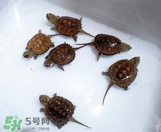 鱷龜最大能長多大？鱷龜是水龜還是陸龜