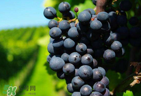 無(wú)籽葡萄小孩能吃嗎？寶寶能吃無(wú)籽葡萄嗎？