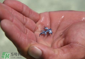 海蛞蝓可以當(dāng)寵物養(yǎng)嗎？ 海蛞蝓多少錢一只？