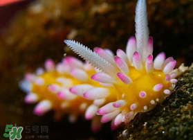 海蛞蝓可以當(dāng)寵物養(yǎng)嗎？ 海蛞蝓多少錢一只？