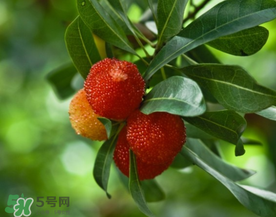 七月份還有楊梅嗎？7月份楊梅哪里有？