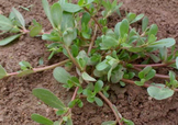螞蚱菜對人體有哪些好處？螞蚱菜不能和什么一起吃
