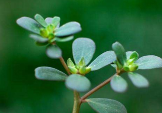 螞蚱菜洗好后怎么保存？剛采的螞蚱菜能存放幾天