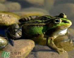 吃青蛙犯法嗎？買賣青蛙怎么處罰
