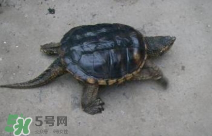 鱷龜可以吃嗎？鱷龜好吃嗎