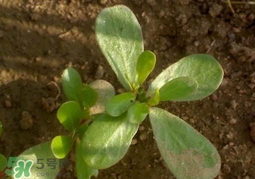 螞蚱菜洗好后怎么保存？剛采的螞蚱菜能存放幾天