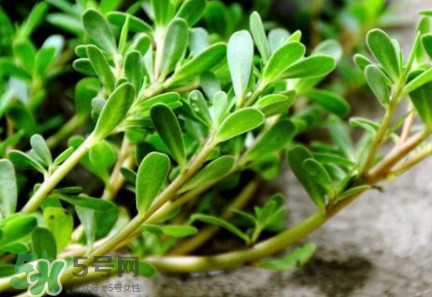 馬蜂菜治什么??？馬蜂菜的功效與作用