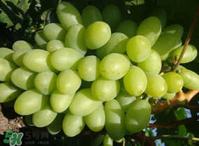 青提上有黑點(diǎn)怎么回事？青提長(zhǎng)斑點(diǎn)是什么原因？