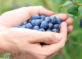 藍莓什么品種好？盆栽藍莓什么品種好？