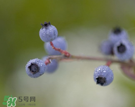 野生藍莓多少錢一斤？野生藍莓多少錢一箱？