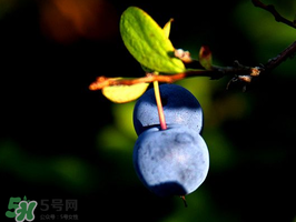 野生藍莓多少錢一斤？野生藍莓多少錢一箱？