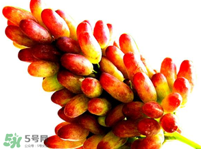 美人指葡萄多少錢一斤？美人指葡萄是轉(zhuǎn)基因嗎？