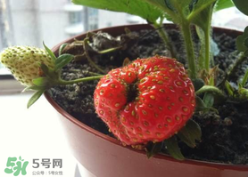 七月份有草莓嗎？7月份有草莓嗎？