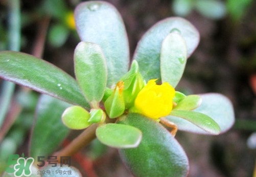 馬蜂菜治什么??？馬蜂菜的功效與作用