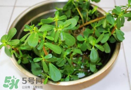 馬蜂菜治什么?。狂R蜂菜的功效與作用