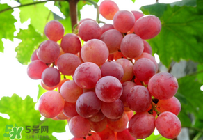 紅提變軟了還能吃嗎？紅提變軟是不是壞了？