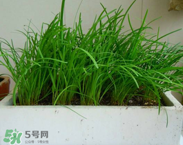 6月份能種韭菜嗎？ 6月份能種韭菜種子嗎？
