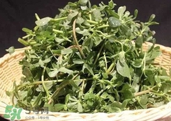 馬蜂菜孕婦可以吃嗎？孕婦能吃馬蜂菜嗎