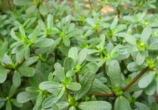 馬蜂菜治什么??？馬蜂菜的功效與作用