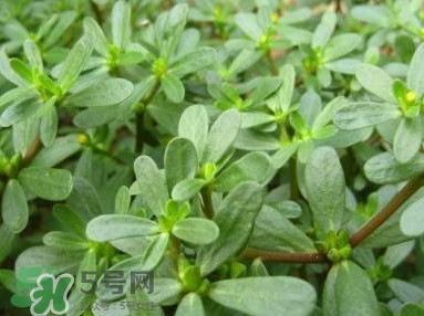 馬蜂菜跟什么相克？什么人不能吃馬蜂菜？