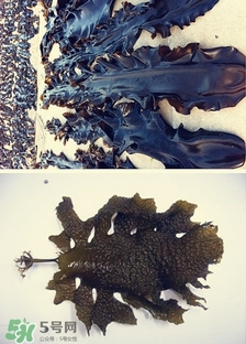昆布是什么？昆布是海帶嗎