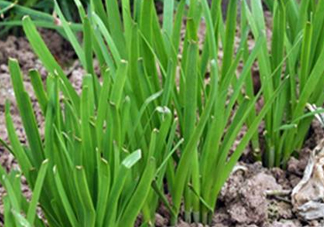 6月份能種韭菜嗎？ 6月份能種韭菜種子嗎？