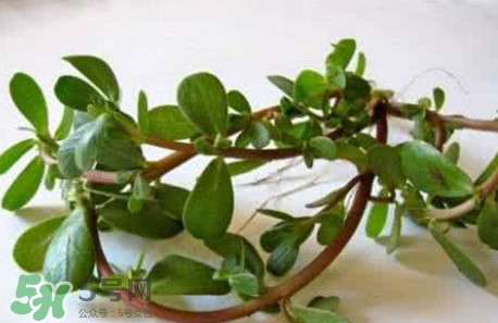 馬蜂菜跟什么相克？什么人不能吃馬蜂菜？