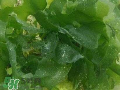 昆布是什么？昆布是海帶嗎
