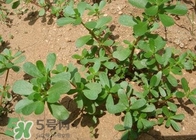 馬蜂菜孕婦可以吃嗎？孕婦能吃馬蜂菜嗎