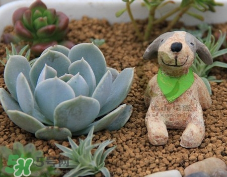 多肉植物怎么養(yǎng)？多肉植物多久澆一次水