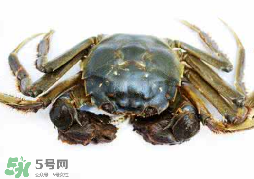 黃浦江邊為什么會出現(xiàn)大閘蟹？黃浦江岸邊驚現(xiàn)大閘蟹