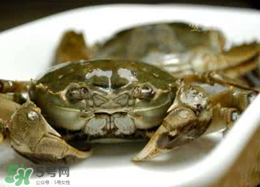 黃浦江邊為什么會出現(xiàn)大閘蟹？黃浦江岸邊驚現(xiàn)大閘蟹