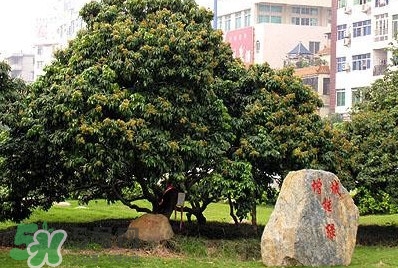 掛綠荔枝為什么這么出名？掛綠荔枝的由來和傳說