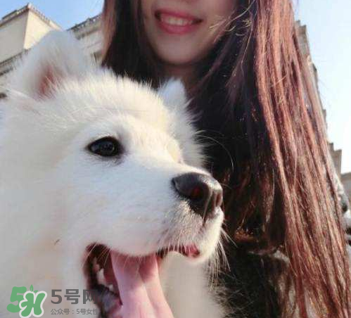 薩摩耶多少錢一只？小薩摩耶多少錢一只？