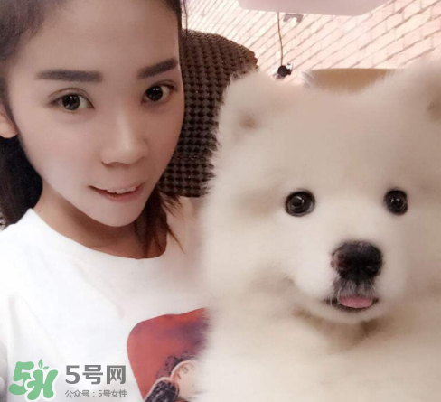 薩摩耶多少錢一只？小薩摩耶多少錢一只？