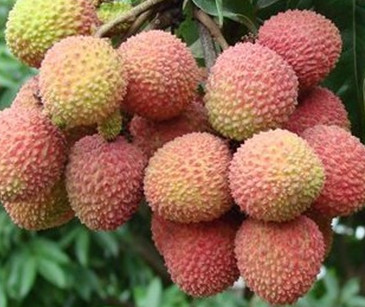 增城荔枝什么時(shí)候成熟？增城的荔枝品種有哪些？