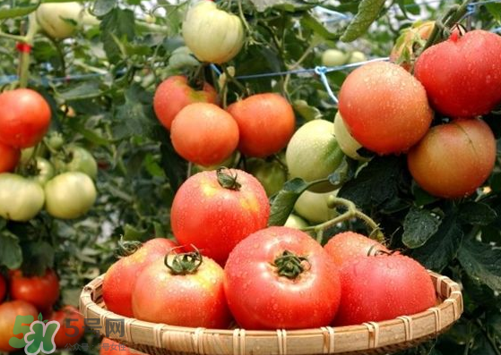 青西紅柿放紅了能吃嗎？青西紅柿放熟了能吃嗎？